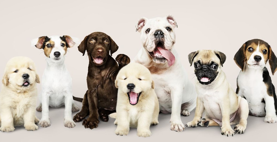 Nigerian women consume more dog meat than men, says Wildlife expert