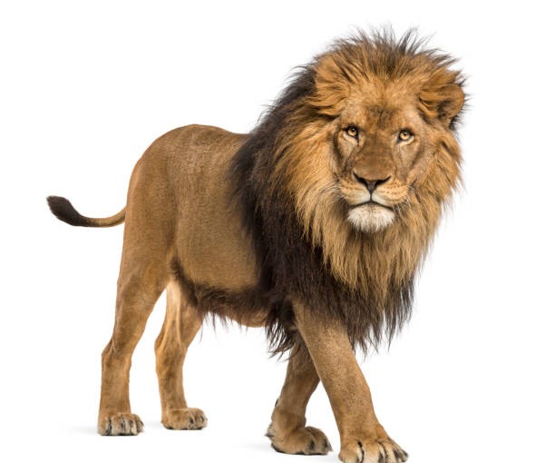 Lion kills Nigerian university worker on campus