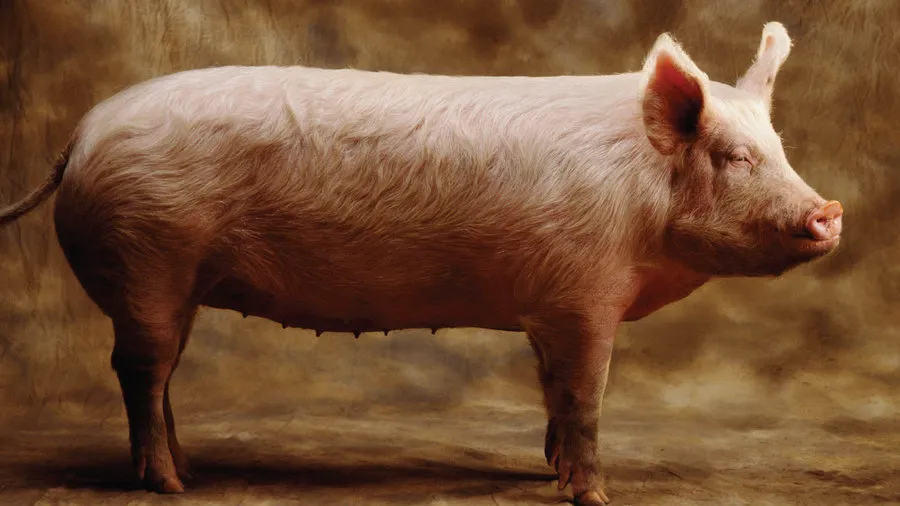 Patient with transplanted pig kidney discharged from hospital
