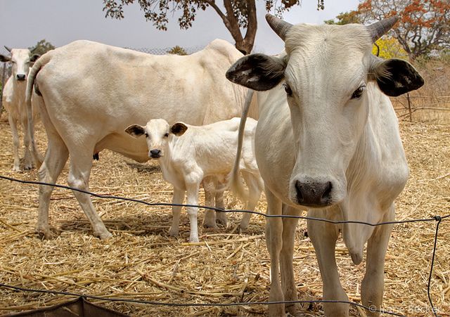 Creation of new livestock ministry will curb security challenges in Nigeria, says Gumi