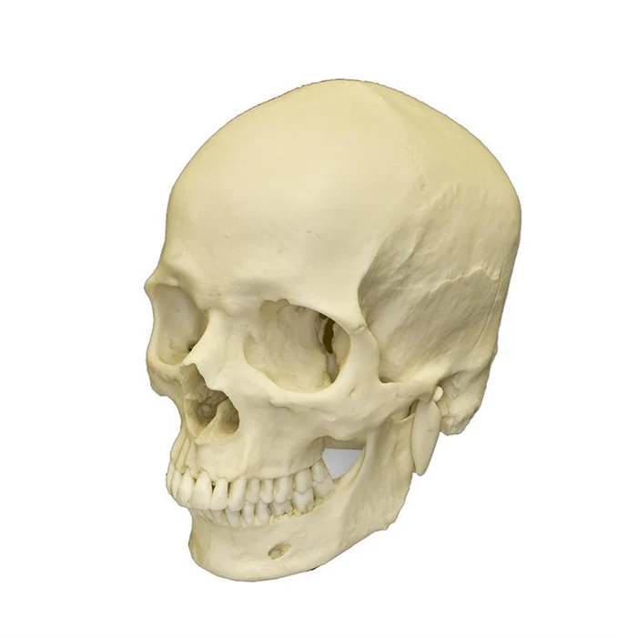 Three arrested with human skull in imo state