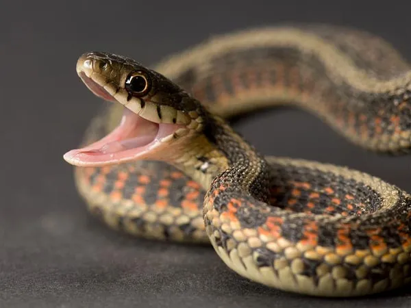 Governor’s aide brings snake to government house