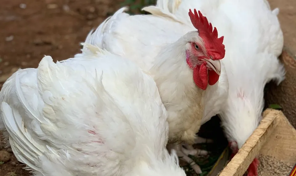 Court jails two for stealing chickens