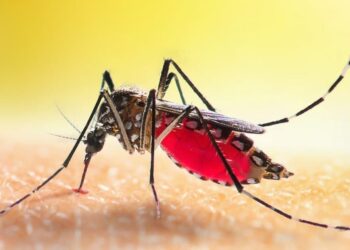Civil Society laments shrink in donors funding in fight against malaria in Nigeria