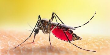 Civil Society laments shrink in donors funding in fight against malaria in Nigeria