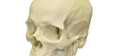 Police arrest suspected cultist, recover human skull