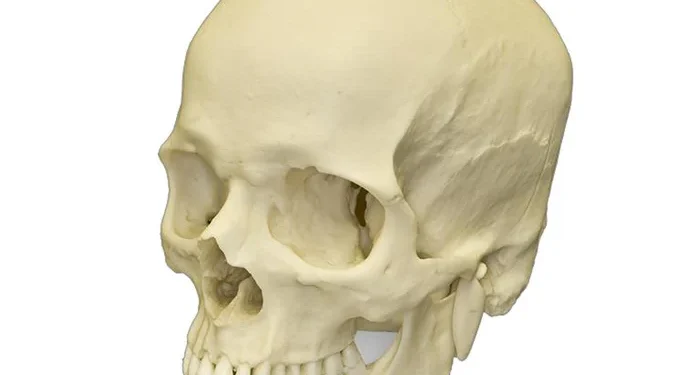 Police arrest suspected cultist, recover human skull