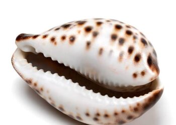 Olowu introduces customized cowry to promote cultural heritage