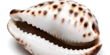 Olowu introduces customized cowry to promote cultural heritage