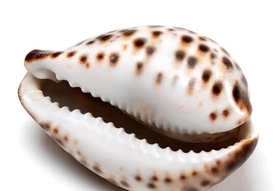 Olowu introduces customized cowry to promote cultural heritage