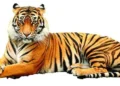 Tiger kills worker at Jerusalem’s Biblical Zoo