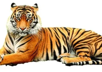 Tiger kills worker at Jerusalem’s Biblical Zoo