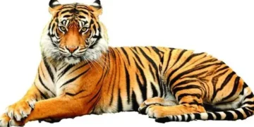 Tiger kills worker at Jerusalem’s Biblical Zoo