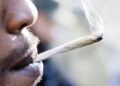 Drug Law Enforcement Agency destroys 10,000kg of cannabis, 74 hectares of farmland in Ondo state