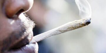 Drug Law Enforcement Agency destroys 10,000kg of cannabis, 74 hectares of farmland in Ondo state