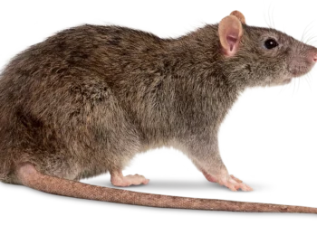 Oyo state government confirms Lassa fever case, patient dies in university college hospital, Ibadan