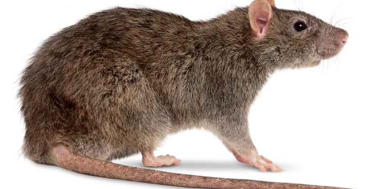Oyo state government confirms Lassa fever case, patient dies in university college hospital, Ibadan