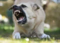Dogs attack telecom technician during installation of MTN network equipment