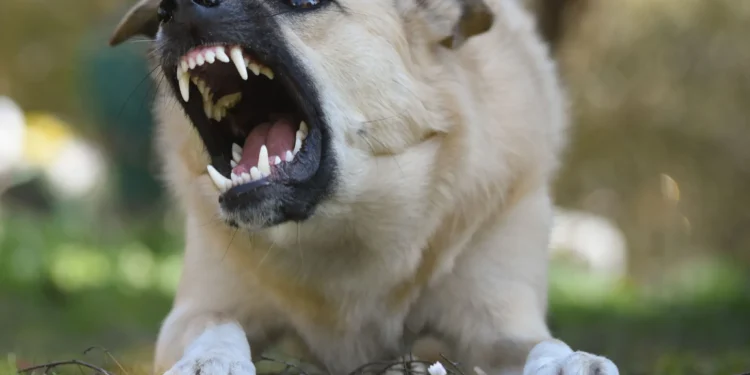 Dogs attack telecom technician during installation of MTN network equipment
